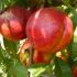 Pomi fructiferi