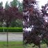 Prunus cerasfera ,,Nigra,, - corcodus rosu