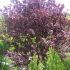 Prunus Nigra / Prun ornamental