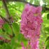 Robinia hispida