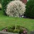 SALIX integra Hakuro Nishiki salcie tricolora