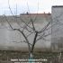 T�ieri si tratamente la pomi fructiferi si plante ornamentale