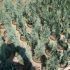 thuja argintie  50 cm    pret 15 lei