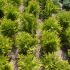 thuja golden globe   20 lei