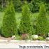 Thuja Occidentalis 80-100 cm