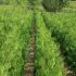 Thuja Occidentalis Col. Auslesse / Tuia