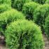 TUIA (THUJA) OCC. GLOBOSA 