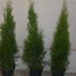 thuja smaragd  80 -90 cm stoc limitat    25 lei