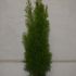 thuja smaragd  tuia  120 cm   50 lei  