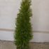 thuja smaragd -smarald