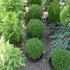 thuja teddy - globulara 15 lei