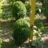thuja teddy  - tuia globulara 