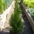 thuja tuia smaragd  smarald 45-60cm 15 lei