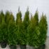 thuja - smaragd   - tuia smarald 80cm