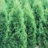 TUIA (THUJA) FASTIGIATA