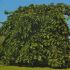 ulmus pendula   - ulm pletos