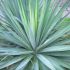 Yucca filamentosa
