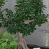 Bonsai Ficus Panda