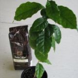 Arbore de Cafea de v�nzare