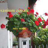 Geranium zonale