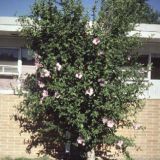 Hibiscus Syriacus 70cm / Zamosita