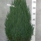 juniperus stricta 80/90 cm
