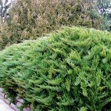 Juniperus Tamariscifolia / Ienupar tarator / Ienupar orizontal