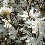 Magnolia Stelata 180cm
