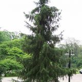Picea Omorika 50cm / Molid sarbesc