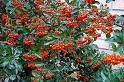 Pyracantha 80cm