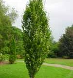 Populus 