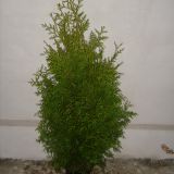 thuja brabant  120cm