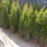 thuja smaragd 120cm  tuia 