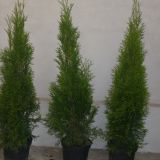 thuja smaragd  80 -90 cm stoc limitat    25 lei