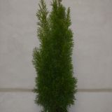 thuja smaragd  tuia  120 cm   50 lei  