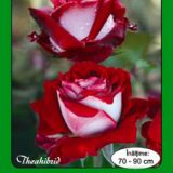 Trandafiri Teahibrizi - TRANDAFIRI OSIRIA