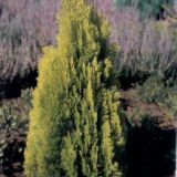 Thuja aurea
