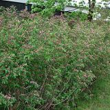 Lonicera tatarica