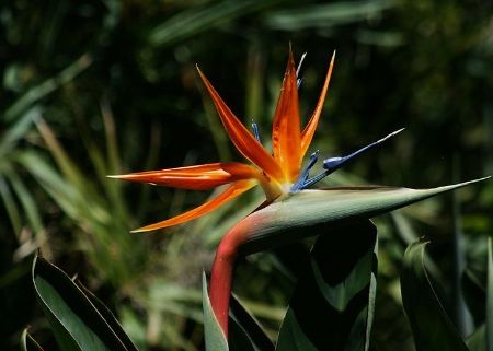 Strelitzia reginae, planta tropicala din casa ta 