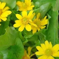Flori care tolereaza caldura (2)