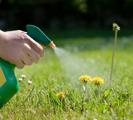 Erbicide ecologice pentru gradinaritul organic