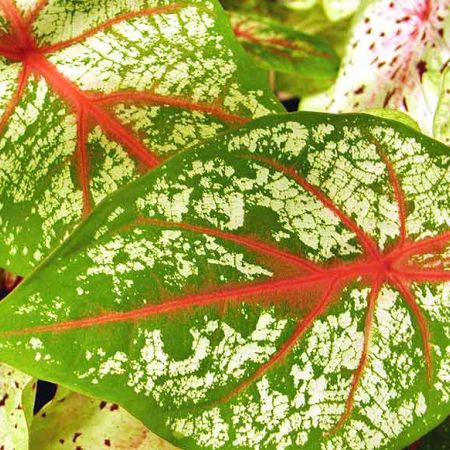 Plante decorative. Caladium.