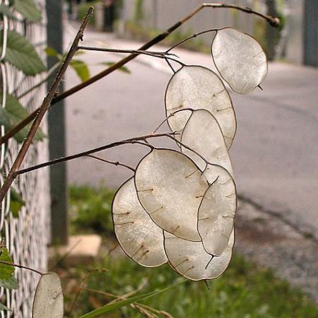 Lunaria