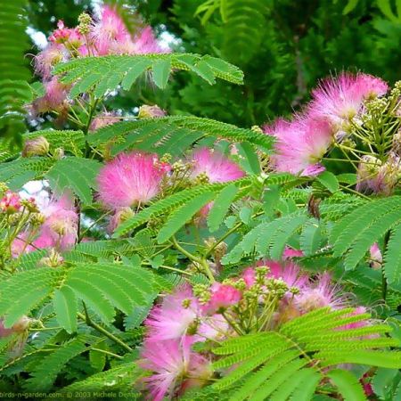 Mimosa (arbore de matase)