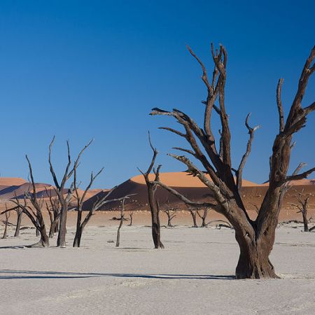 Salcamii din Deadvlei, Namib  
