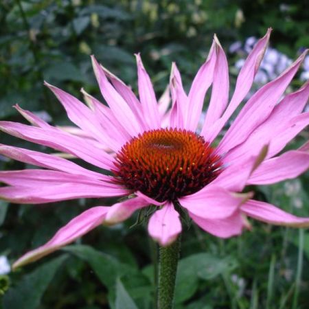 Echinacea. Ce trebuie sa stim despre planta? 