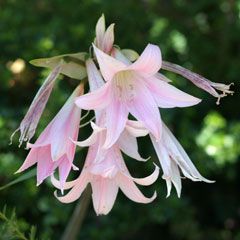 Amarilis	