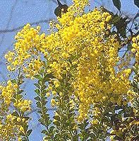 Acacia pravissima