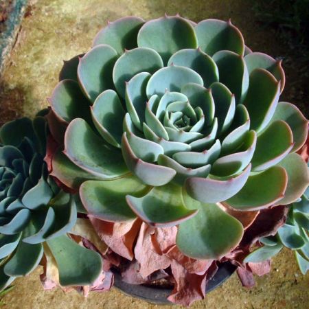 Aeonium spp.