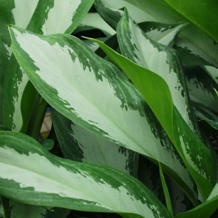 Aglaonema, o planta de interior decorativa prin frunze  
